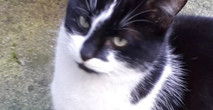 KATZENFUTTER UND TIERARZTKOSTEN