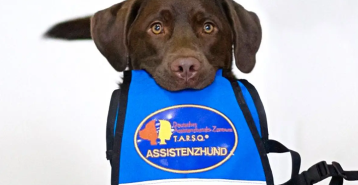 Therapie Assistenzhund für 2 beeinträchtigte Kleinkinder aus NÖ