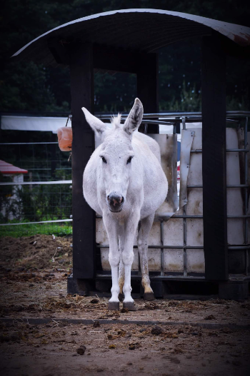 received 733727683733272