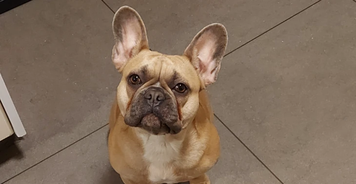 Help mijn Nala te redden