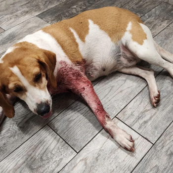 fba4b2a3 5cda 4317 a829 550fa047bf6f