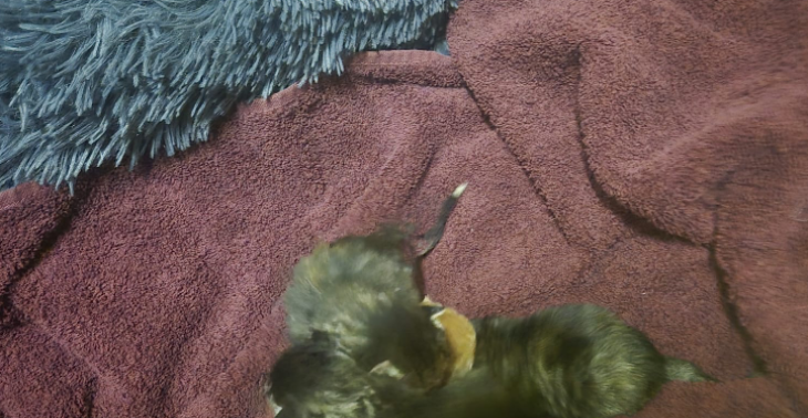 Help moeder poes met 3 gezonde kittens