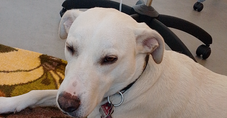 Giftköder Tierarzt kosten