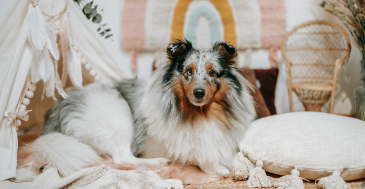 Help Silver terug naar de jonge, vrolijke hond die hij hoort te zijn