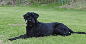 Hilfe für Friedrich