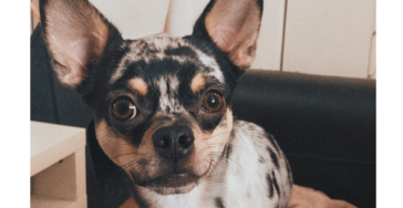 Flokis Tierarztrechnungen