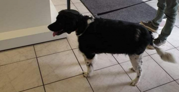 Help Beau aan een gezond en vitaal leven