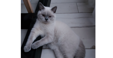 2e kitten met FIP binnen half jaar 😭