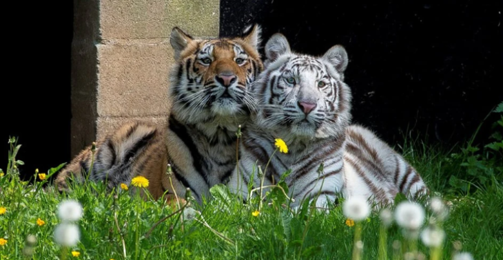 Help Pakawi Park redden van sluiting 🐾