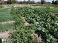kinkeleba 3