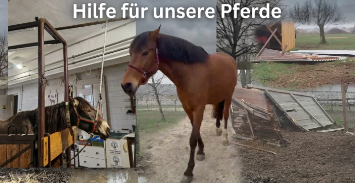 Zwei Pferde kämpfen um Gesundheit