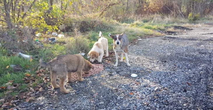 Vereniging Helpless Animals Romania