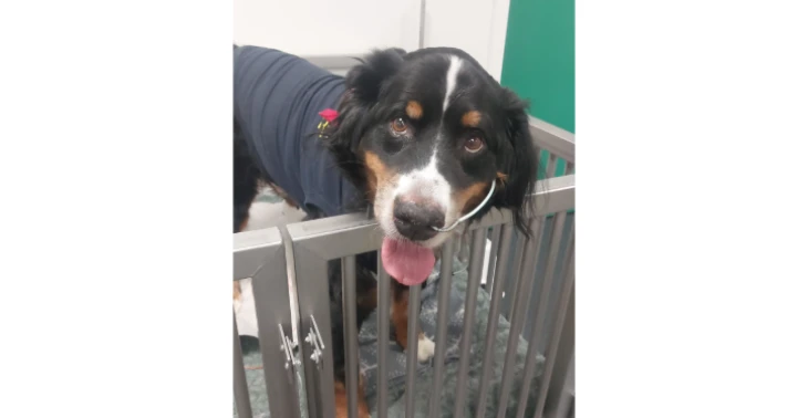 Help lieve Braga vechten!