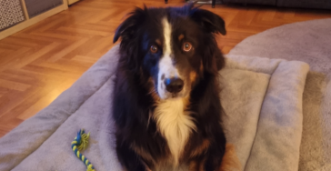 Elvis braucht eure Hilfe ❤️