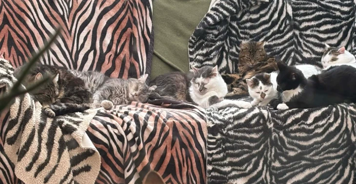 Help zwerfkatten