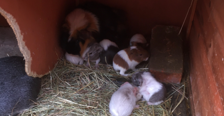goede omstandigheden voor cavia's en konijnen