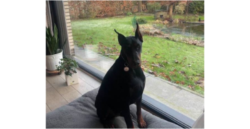 Afscheid Oscar