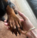 oscar pootje
