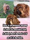3 yana