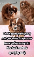 4 tina