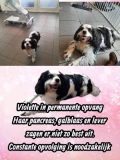 5 violette