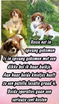 8 rosie