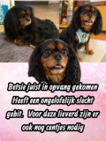 betsie collage (1)