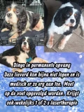 dinyo collage (2)