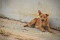 stray dog e1522785767608