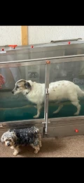 4636