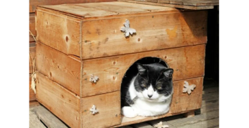 Zwerfkatten