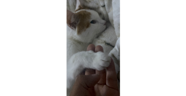 Simba will weiterleben