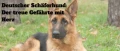 hund 1200x1200