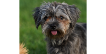 Hunde Operation