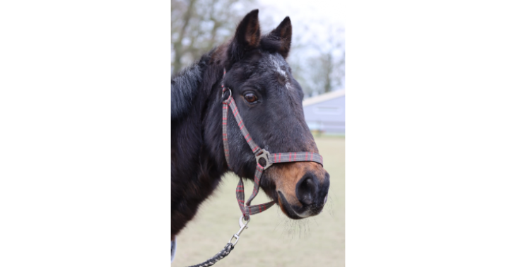 Nieuwe pony voor manege