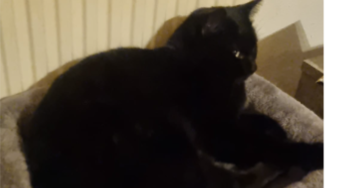 Kater