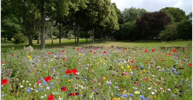 Creëer al meer NATUUR voor amper 5€ (= 25m2 NATUUR!)