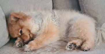 Hunde hilfe