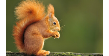 Help de eekhoorns redden! 🐿