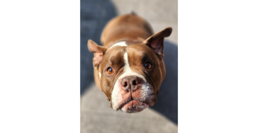 Floki the pocketbully