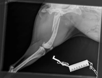 maple femur links