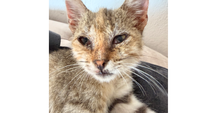 Help Save a Tiny Stray Kitten