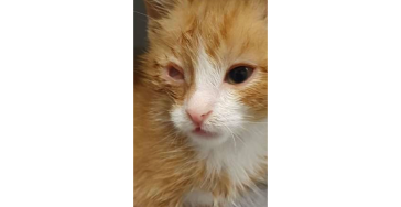 Help deze lieve kat