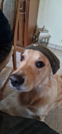 benji 4