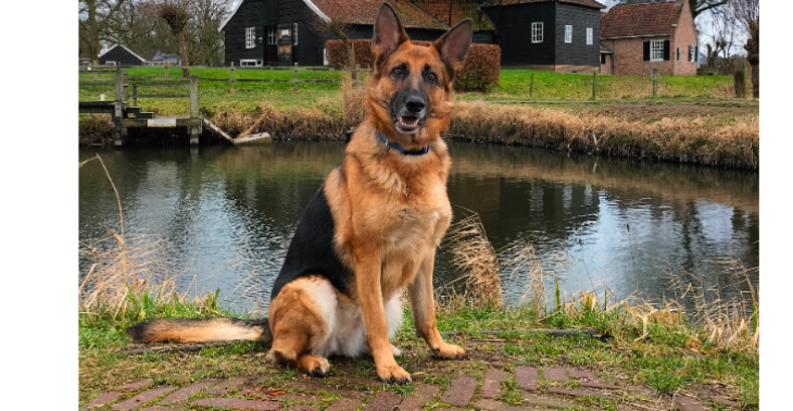 Help Bailey aan nieuwe heupen!