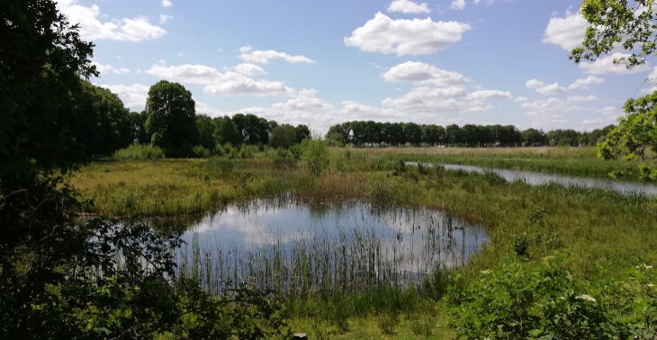 Natuur ontwikkelen in eigen omgeving met Stichting Club Green Up (https://clubgreenup.org/)