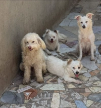 2 honden zee