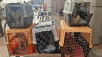 geredde honden