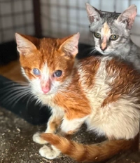 kittens zee