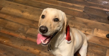 Labrador Aiko Operatie Kruisband
